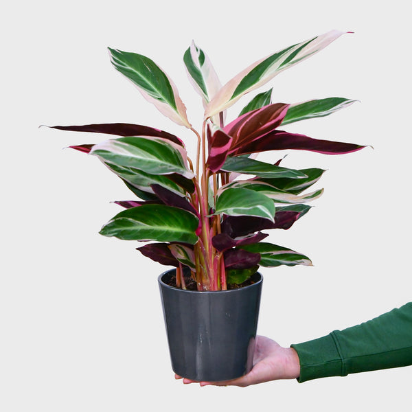 Calathea Triostar kaufen – Green Me Up
