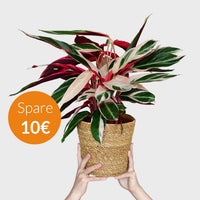 SPECIAL OFFER Calathea Triostar No.19