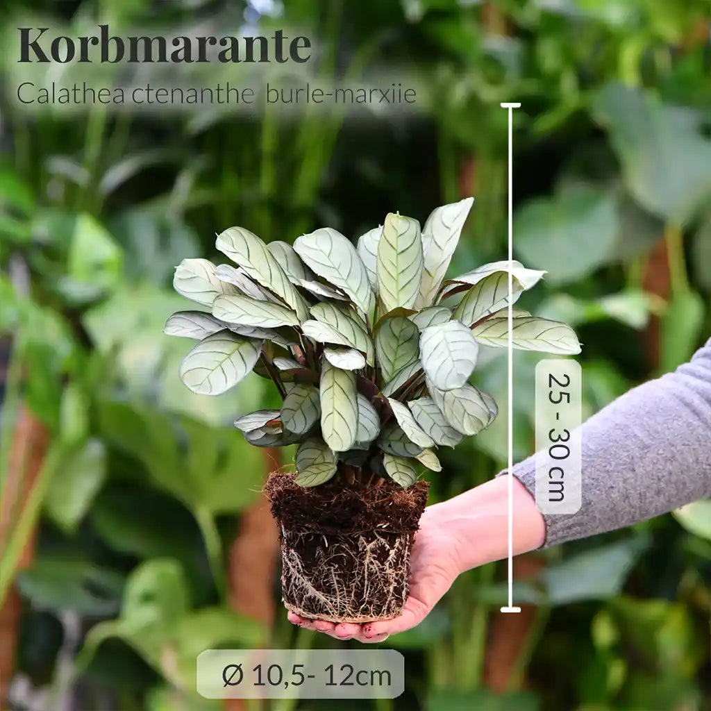 SPECIAL OFFER Maranta & Burle Marxii