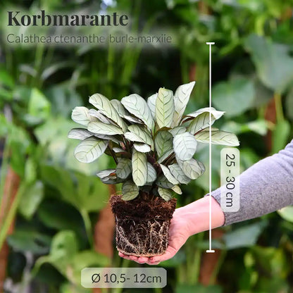SPECIAL OFFER Maranta & Burle Marxii