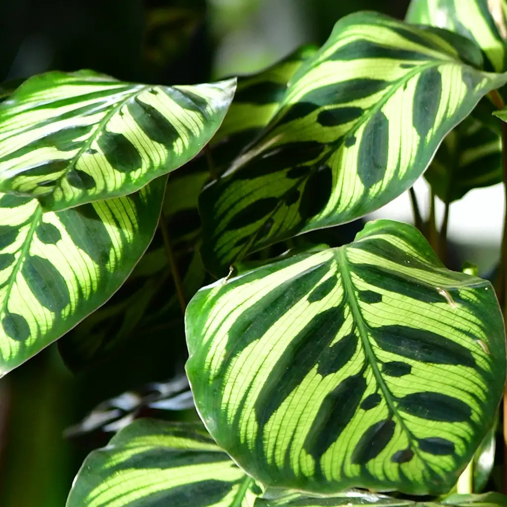 Tolle, auffällige Blattmaserung der Calathea makoyana