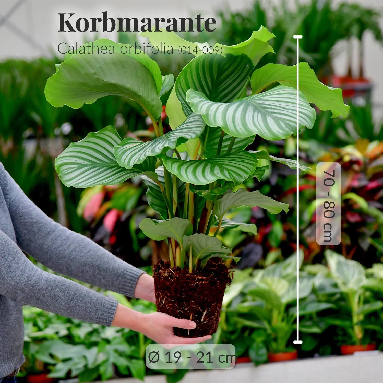 Calathea Orbifolia No.19