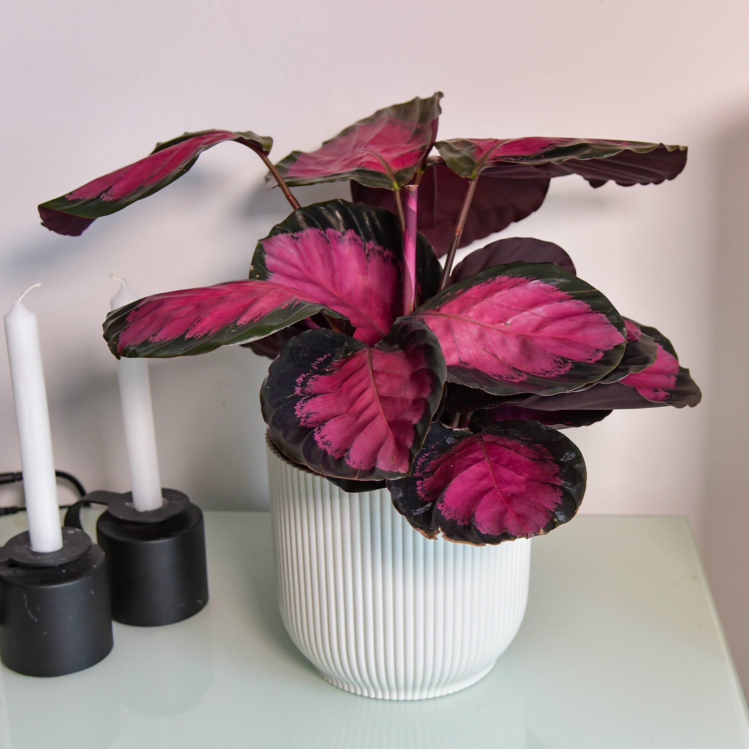 Calathea Rose Crimson Zimmerpflanze mit Rosa Schwarzen Blättern