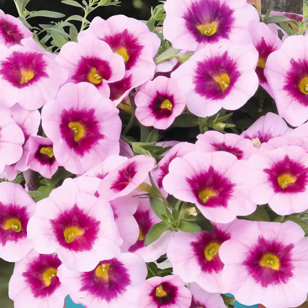 Calibrachoa Tiki Pink, hängend