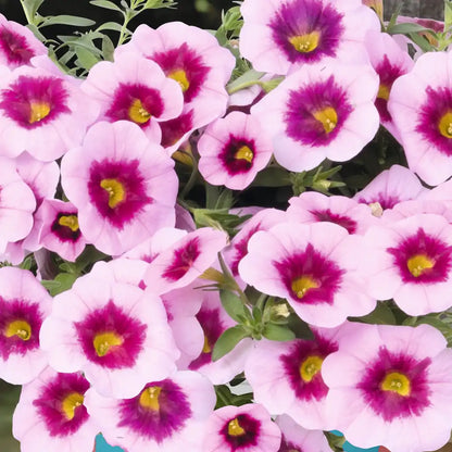 Calibrachoa Tiki Pink, hängend