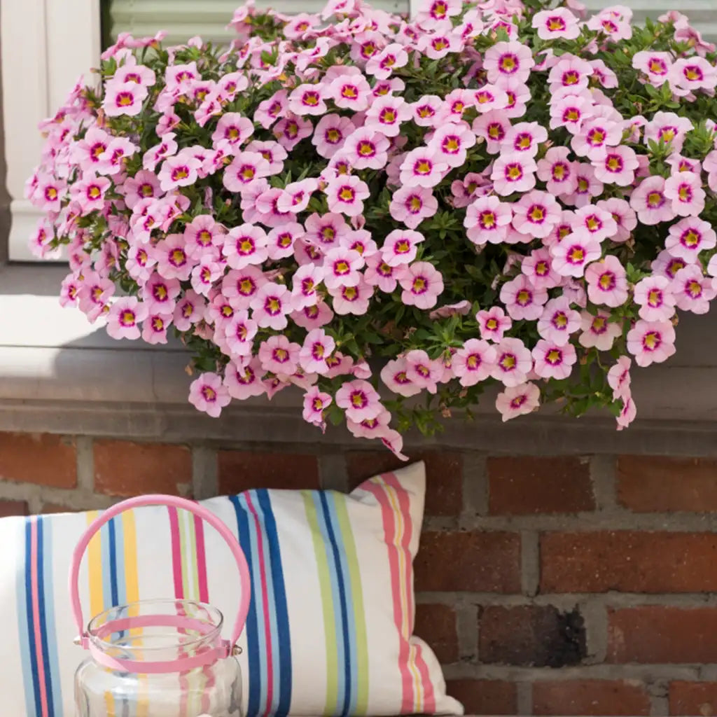 Calibrachoa Tiki Pink, hängend