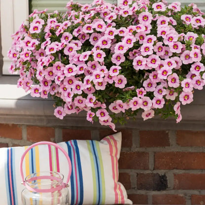 Calibrachoa Tiki Pink, hängend