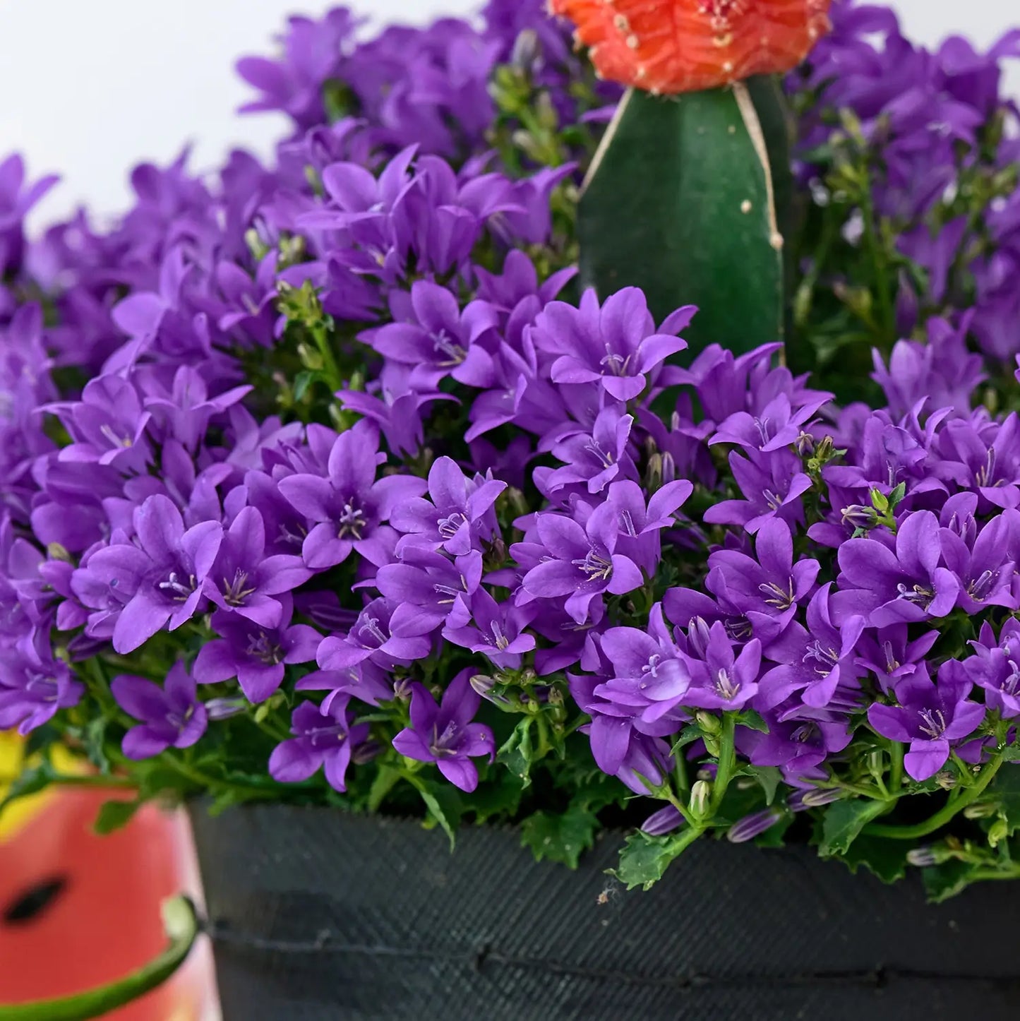 Blüten von Campanula Glockenblume