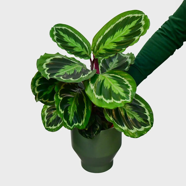 Calathea Medallion kaufen – Green Me Up