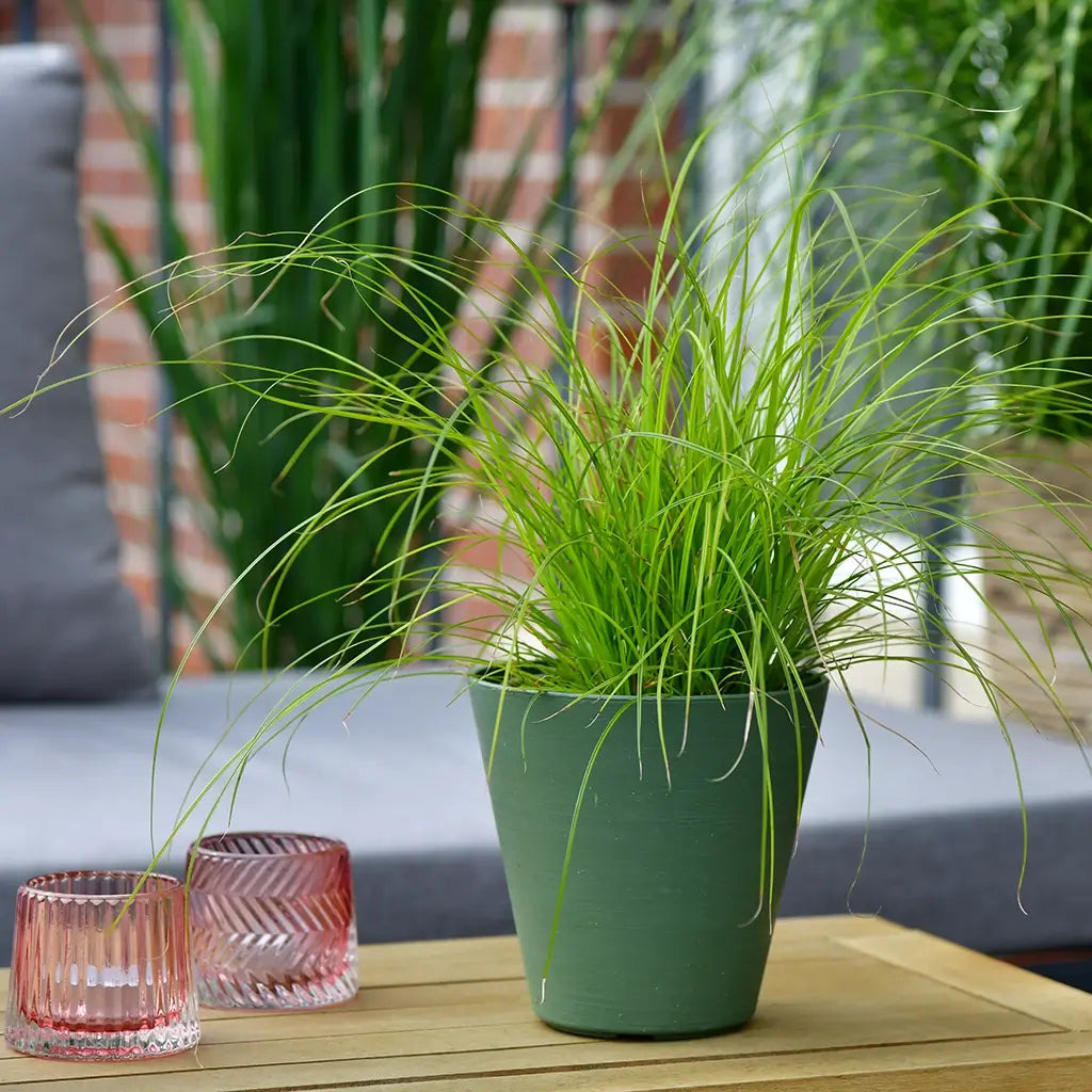 Frische Carexpflanze auf dem Balkon