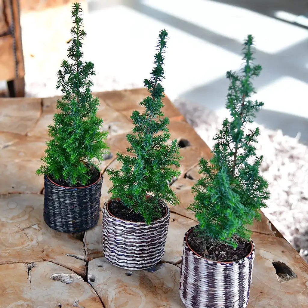 Babypflanzen Trio Weihnachtsbaum