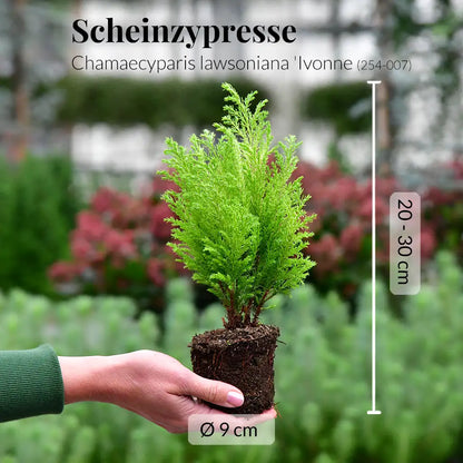 Babypflanzen Trio Weihnachtsbaum Mix