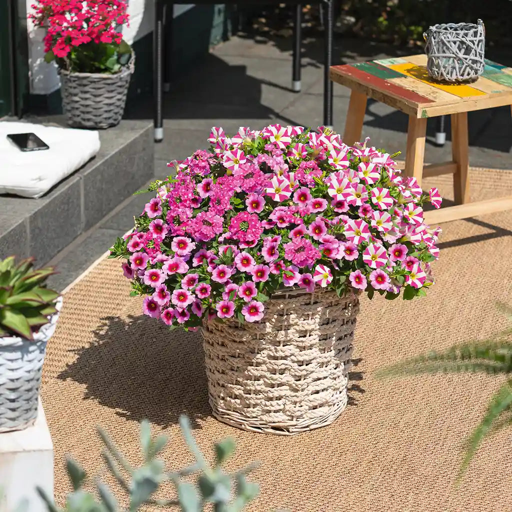 Mix & Match Südbalkon Pflanzen