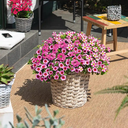 Mix & Match Südbalkon Pflanzen