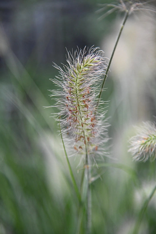 Großes Pennisetum Hameln Gras mit Putzern