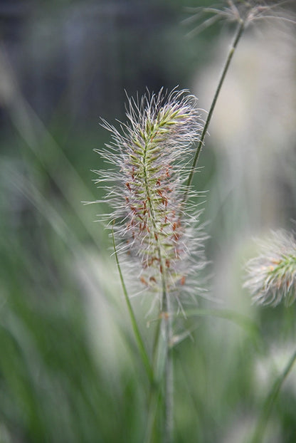 Großes Pennisetum Hameln Gras mit Putzern