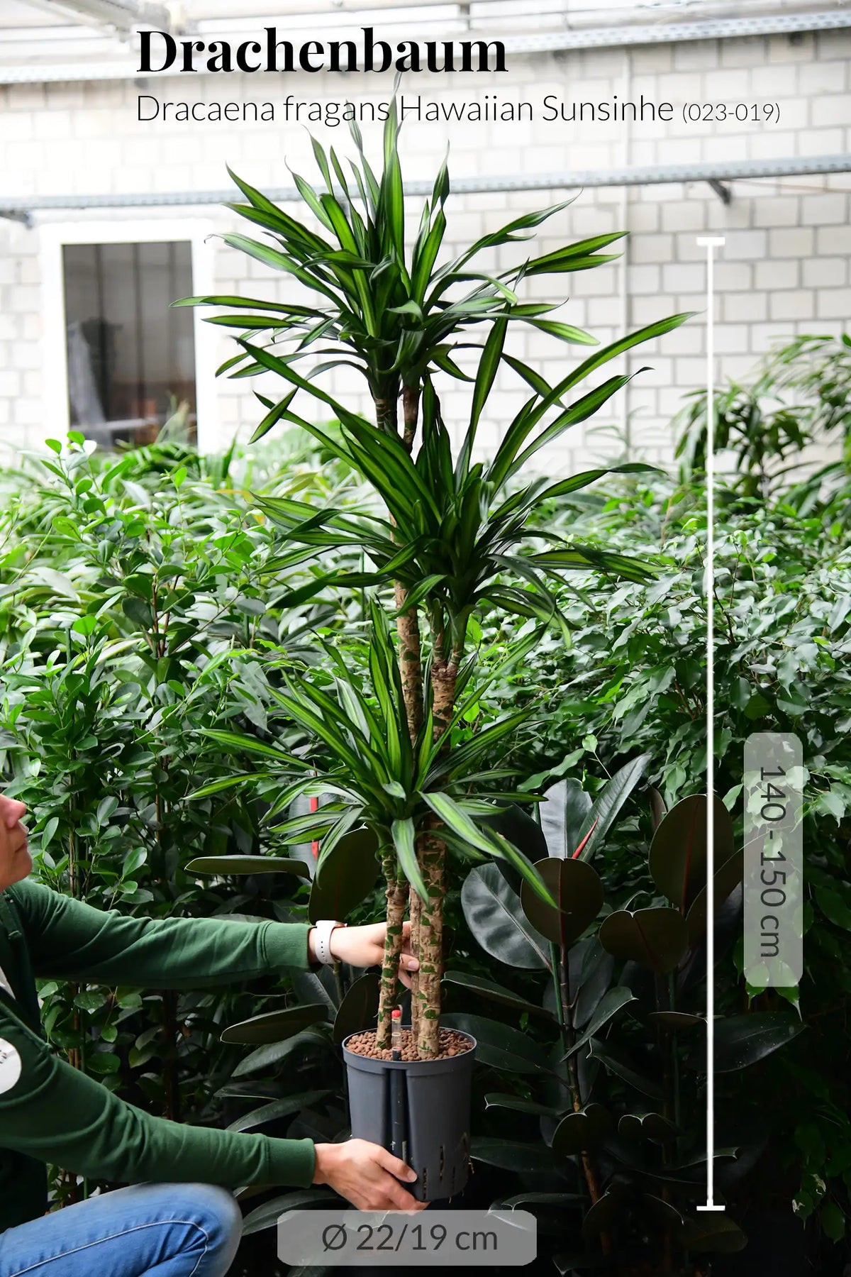 Hydro XXL Dracaena Rikki, 140-160cm