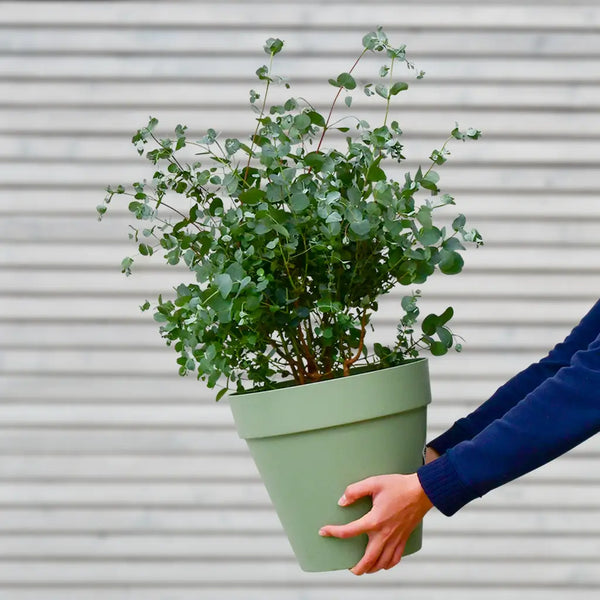 Großer Eukalyptus Busch – Green Me Up