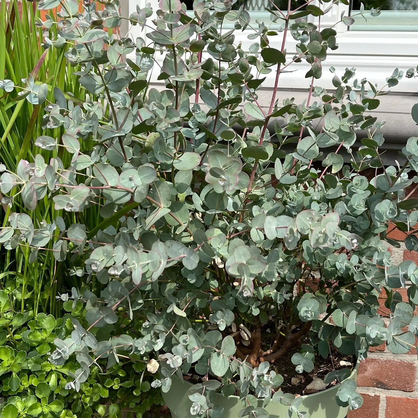 Blauer Eukalytus draussen auf Terrasse