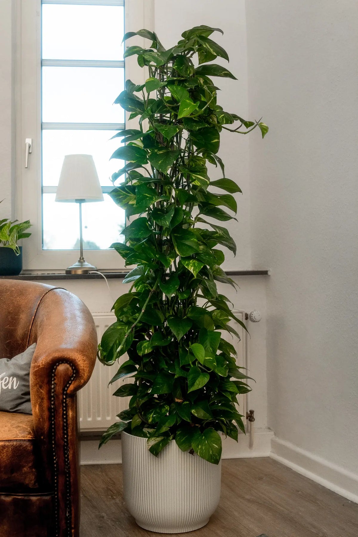 XXL Efeutute am Stab 130cm – Green Me Up