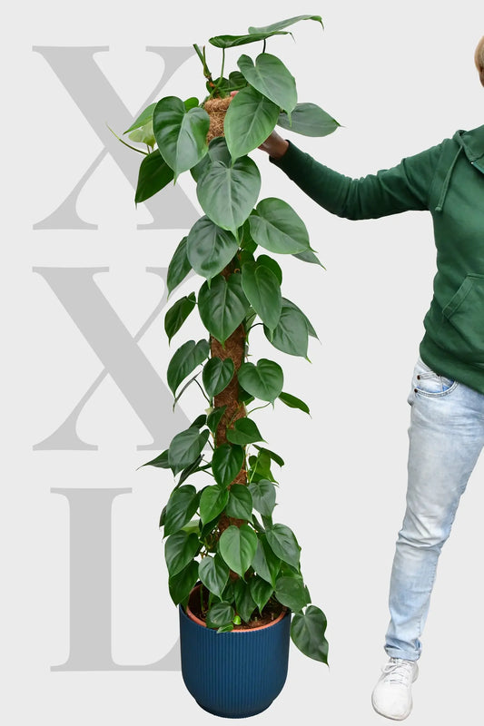 XXL Kletterphilodendron 140-150cm