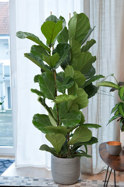 geigenfeige klein Premium XXL Geigenfeige kaufen – Green Me Up