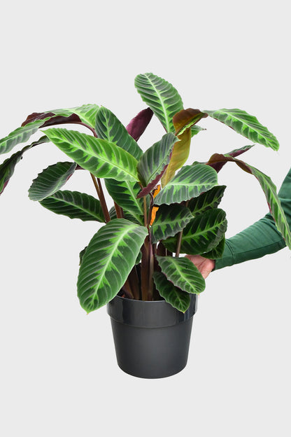Große Calathea Warscewiczii 90cm