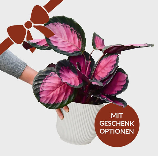 Geschenkset für Mama Calathea Rose Crimson