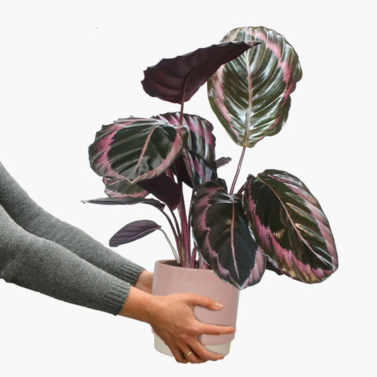 Tierfreundliche Korbmarante Calathea dottie rose direkt vom Gärtner kaufen