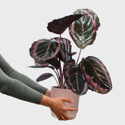 Calathea Dottie Rose