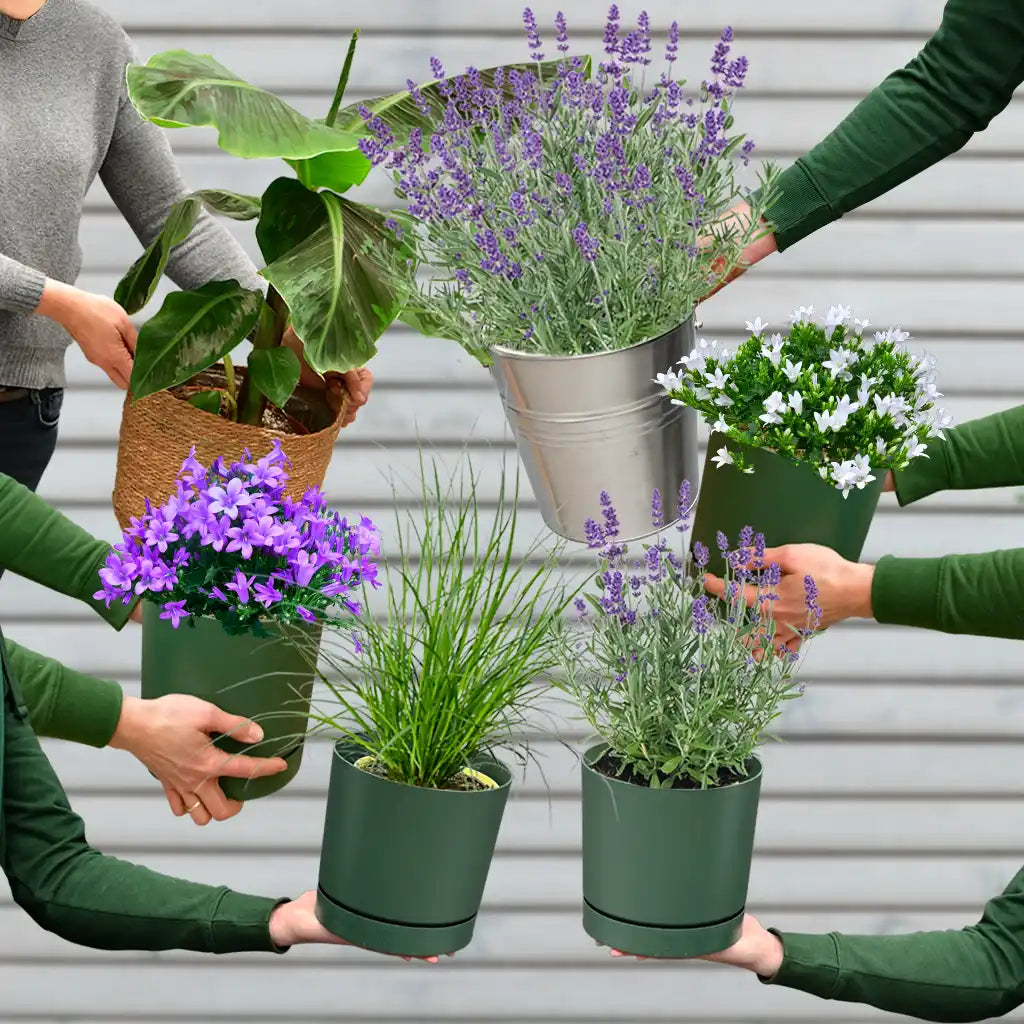 6 ungiftige Balkonpflanzen bestellen – Green Me Up