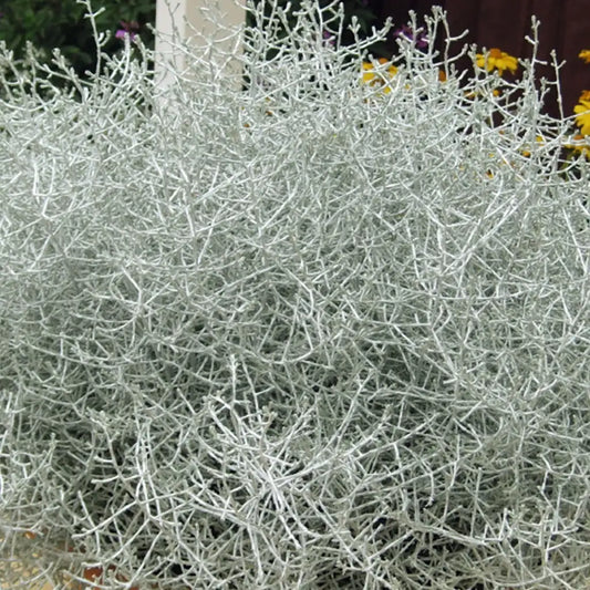 Stacheldrahtpflanze