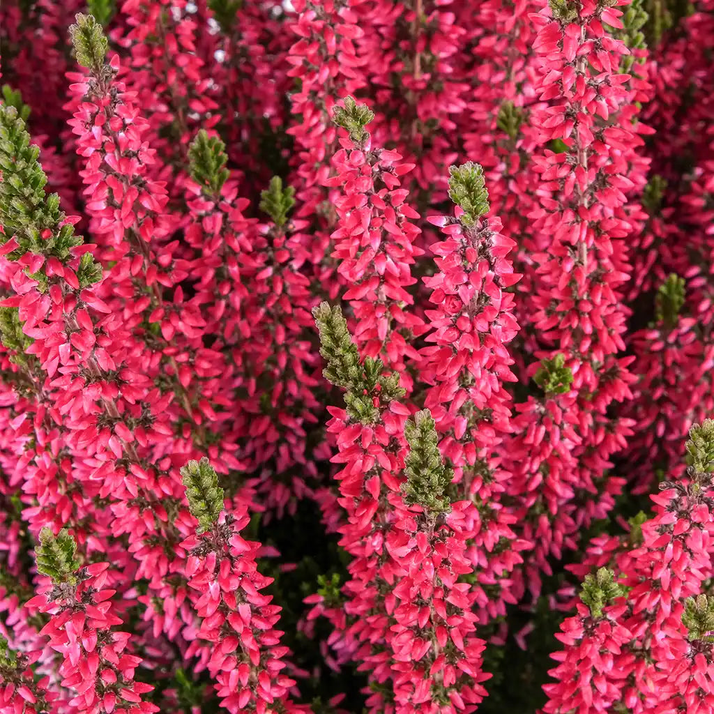 Calluna in Weinrot