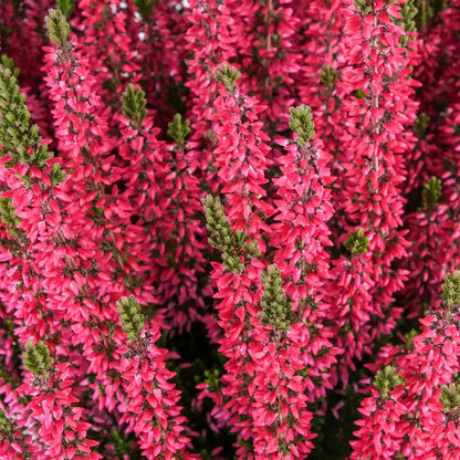 Calluna in Weinrot