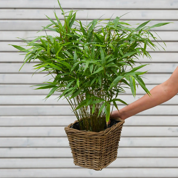bambus pflanzen berlin Bambus für den Balkon kaufen – Green Me Up