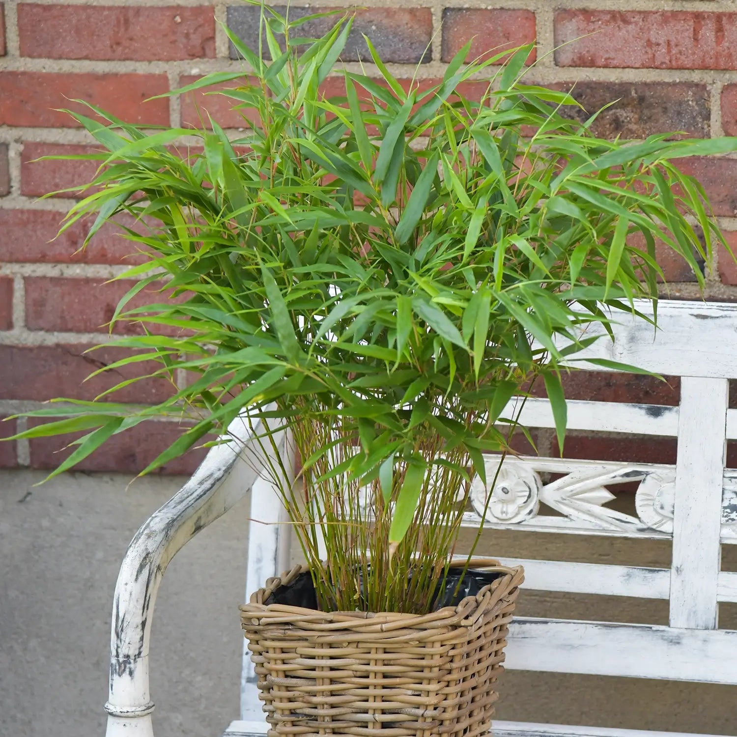 Bambus für den Balkon kaufen – Green Me Up