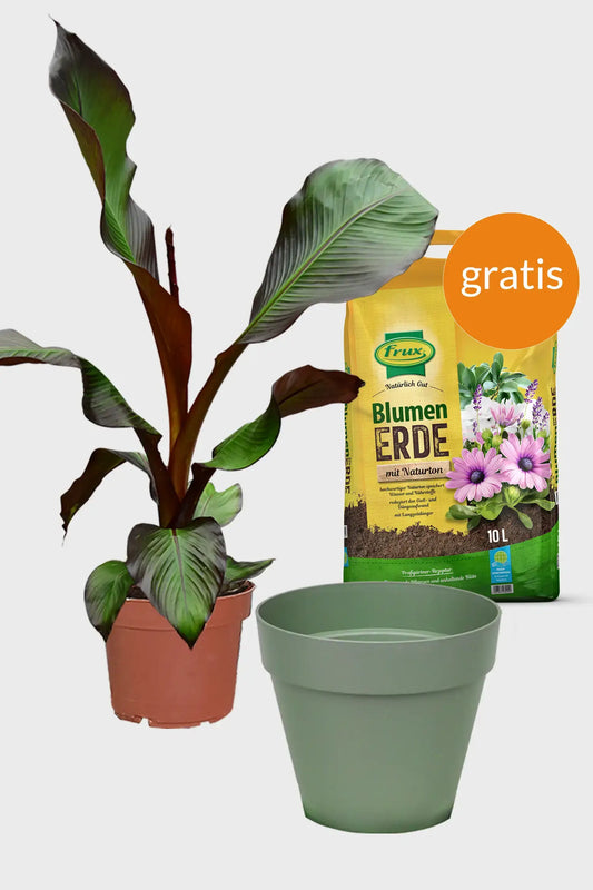 rote Bananenpflanze Set mit grünem Pflanztopf Elho und Erde 