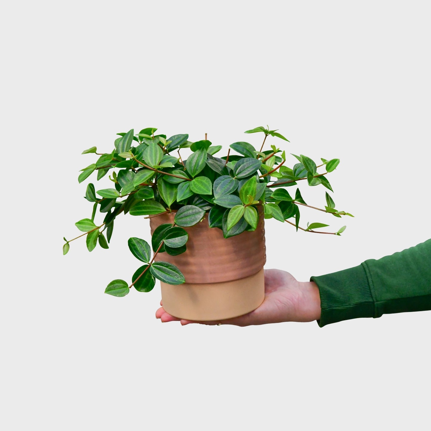 Peperomia Rocca Verde