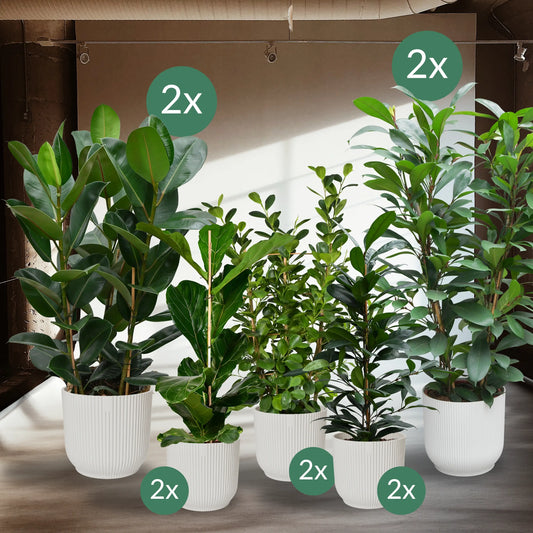 Palettenset Ficus: 10 XXL - XL Büropflanzen in Elho Vibes