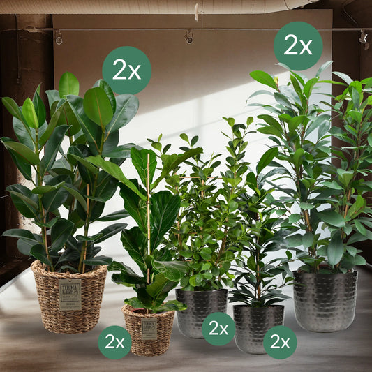 Palettenset Ficus: 10 XXL - XL Büropflanzen Mix & Match