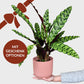 Geschenkset Calathea für Frauen