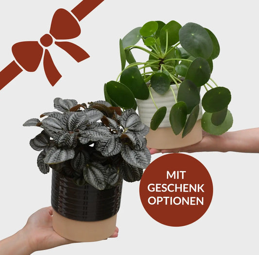 Geschenkset Pilea für Pflanzenliebhaber