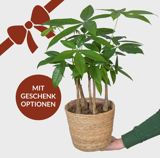 Geschenkset Glückskastanie für Männer