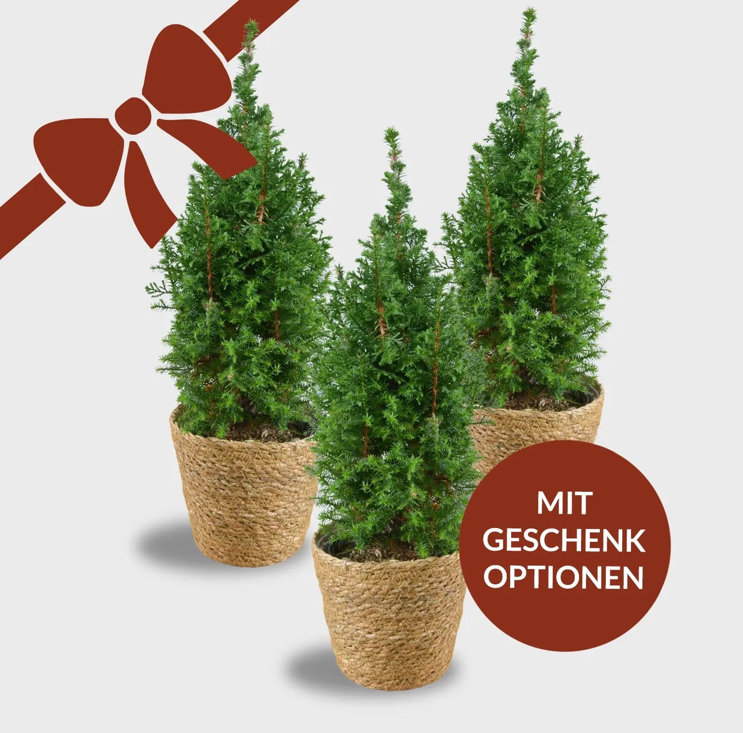 Pflanzen Geschenkset Weihnachten für Kunden