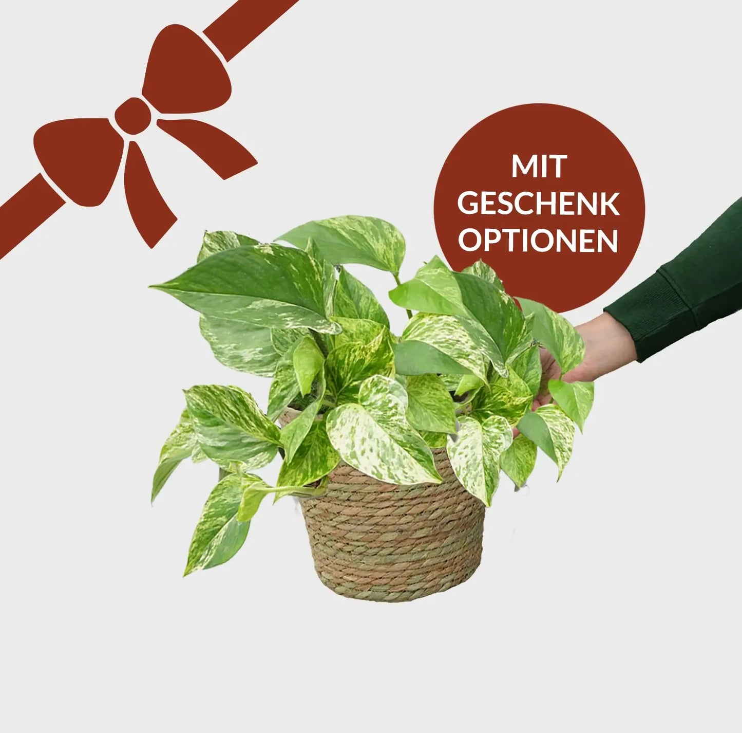 Kleines Geschenkset Efeutute zu Weihnachten