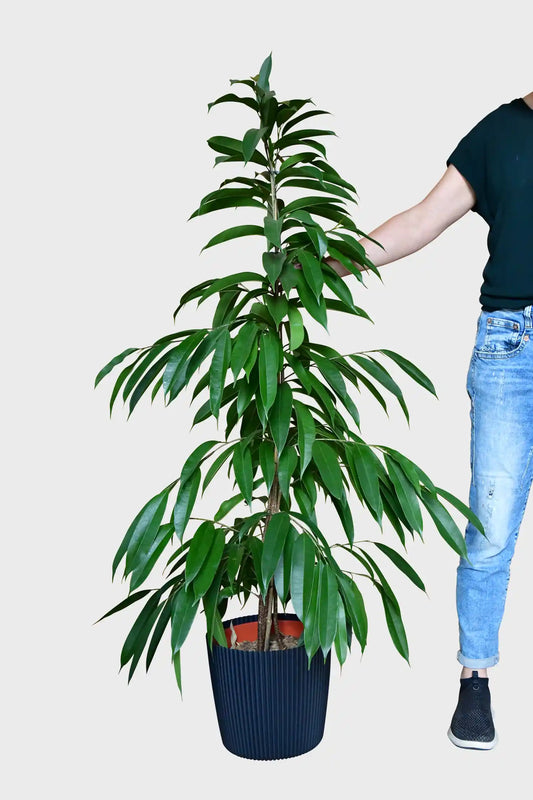XXL Schmalblättriger Ficus Amstel King