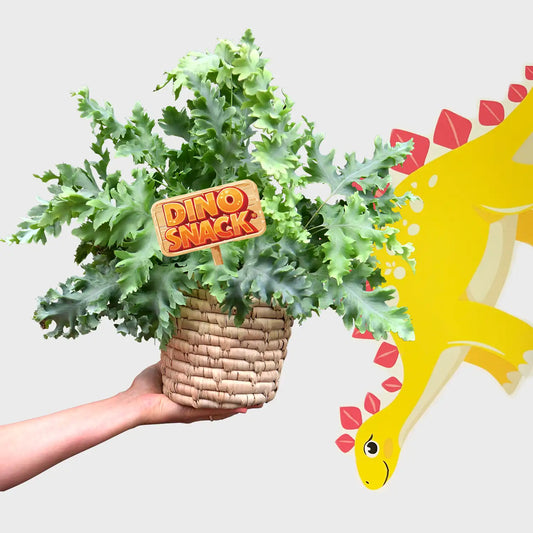 DinoSnack® Sisko´s Goldtüpfelfarn