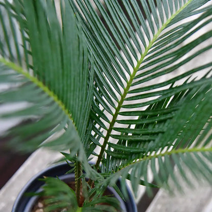 DinoSnack® Timo´s Palmfarn