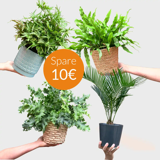 SPECIAL OFFER 4er Box Farn Dschungel