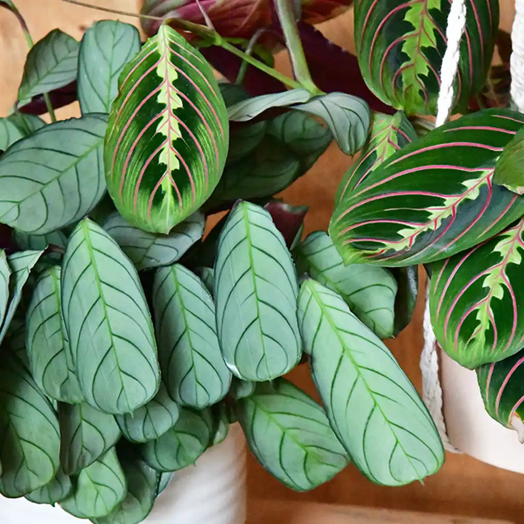 SPECIAL OFFER Maranta & Burle Marxii